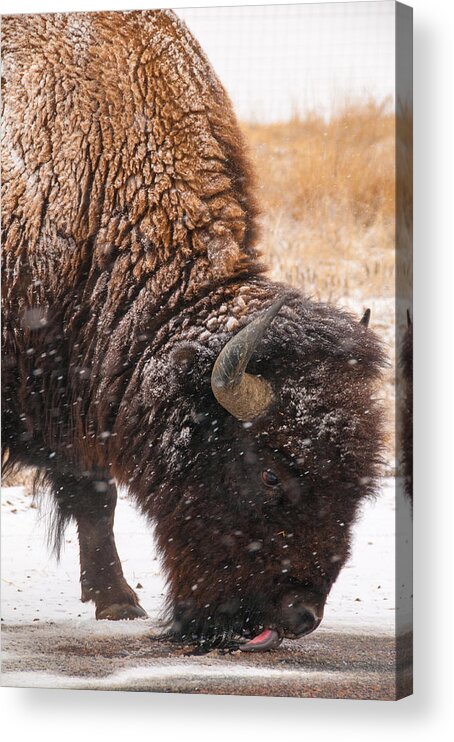 Bison Acrylic Print featuring the photograph Bison in Snow Licking Ground by Tom Potter