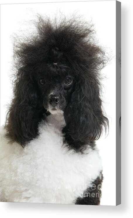 Poodle Acrylic Print featuring the photograph Black And White Poodle by Jean-Michel Labat
