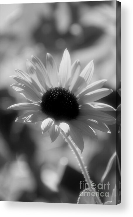 Sunflowers Acrylic Print featuring the photograph Black and white Sunflower by Yumi Johnson