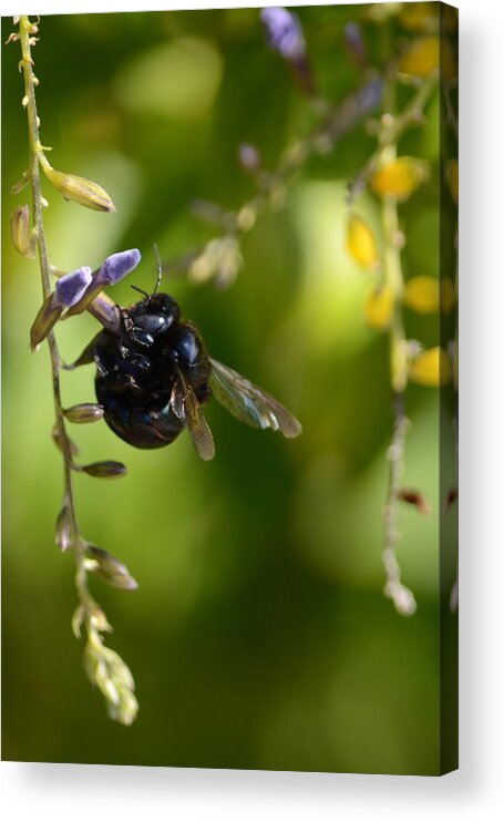 Black Acrylic Print featuring the photograph Black Bumblebee by Debra Martz