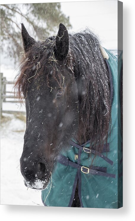 Horse Acrylic Print featuring the photograph Black Horse in Snow by Joann Long