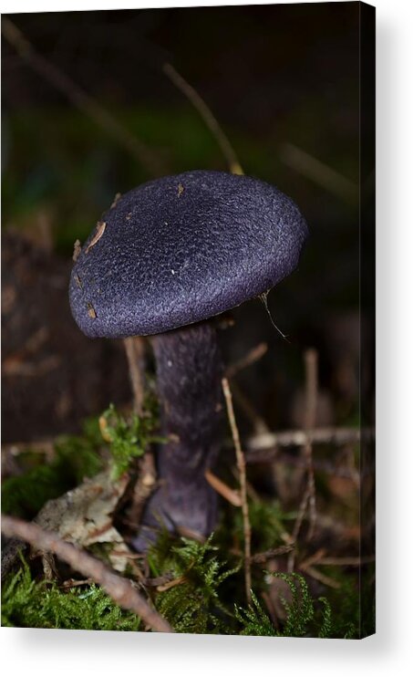 Black Mushroom Acrylic Print featuring the photograph Black Mushroom by Laureen Murtha Menzl