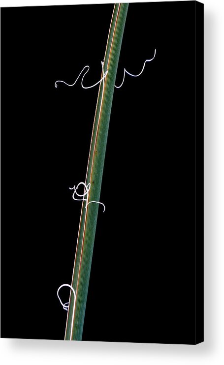 Succulent Acrylic Print featuring the photograph Blade of a Succulent by Robert Woodward