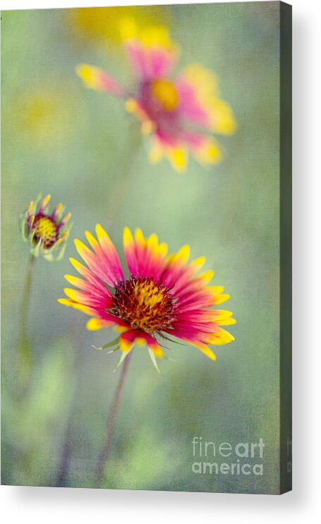 Blanket Flowers Acrylic Print featuring the photograph Blanket Flowers by Elena Nosyreva