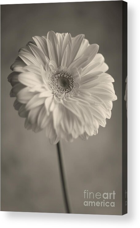 Gerbera Daisy Acrylic Print featuring the photograph Blooming by Aiolos Greek Collections