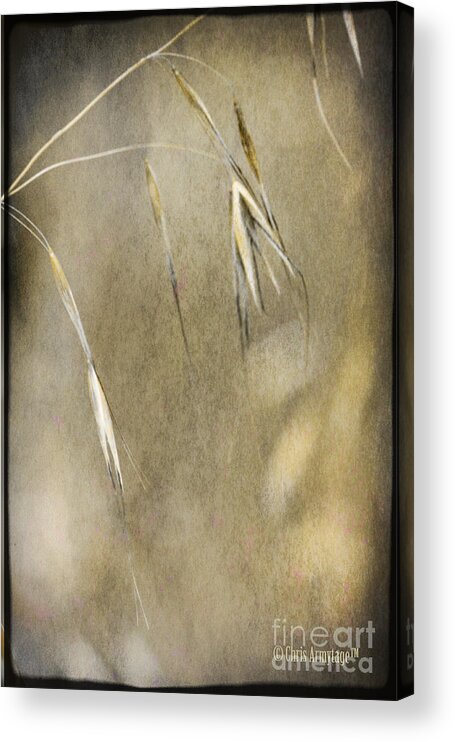 Grasses Acrylic Print featuring the photograph Blooming and seeding by Chris Armytage