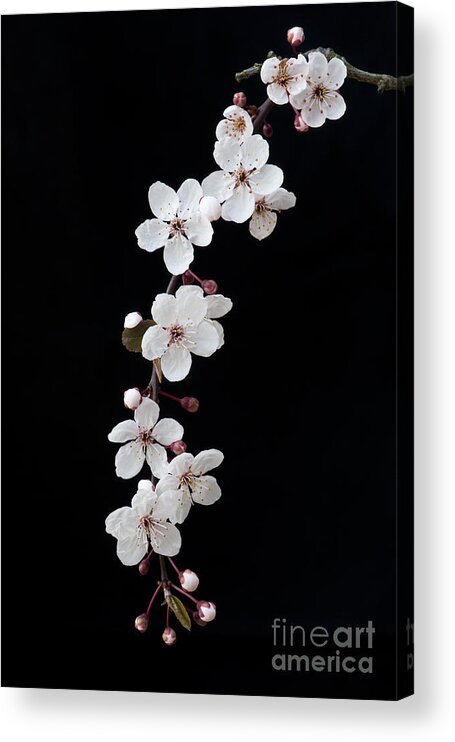 Prunus Acrylic Print featuring the photograph Blossom on Black by Tim Gainey