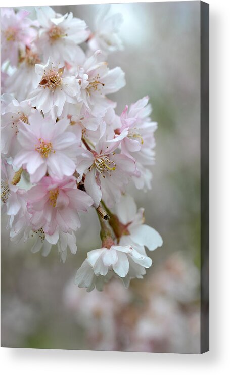 Flora Acrylic Print featuring the photograph Blossoms on Gray by Ann Bridges