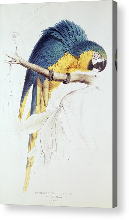 Parrot Acrylic Print featuring the painting Blue and Yellow Macaw by Edward Lear