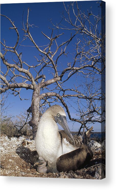 Feb0514 Acrylic Print featuring the photograph Blue-footed Booby With Chick Galapagos by Tui De Roy