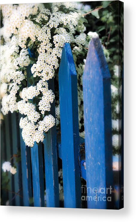 Fence Acrylic Print featuring the photograph Blue garden fence with white flowers by Elena Elisseeva
