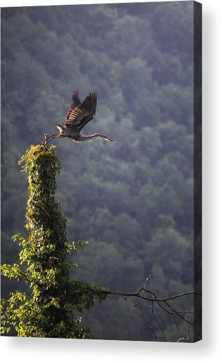 Blue Heron Acrylic Print featuring the photograph Blue Heron Leaving Snag by Michael Dougherty