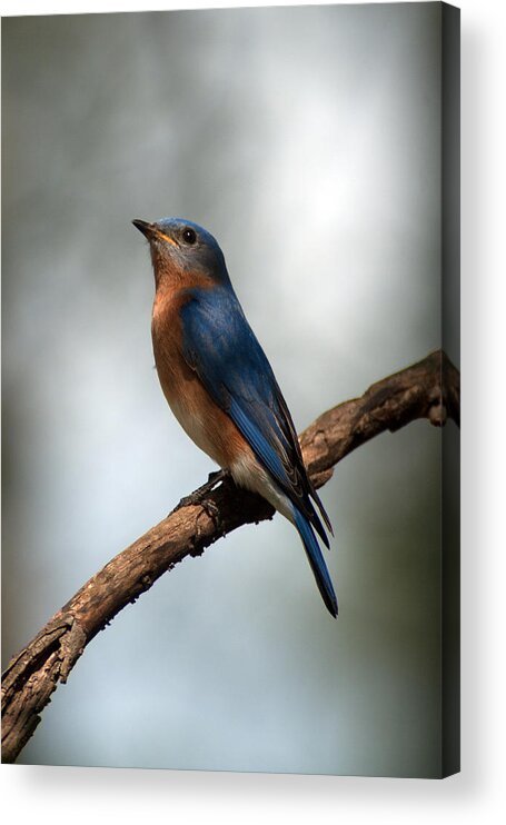 Bluebird Acrylic Print featuring the photograph Bluebird -Why Yes by Sandra Clark