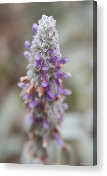 Flowers Acrylic Print featuring the photograph Blumen by Miguel Winterpacht