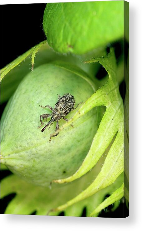 1 Acrylic Print featuring the photograph Boll Weevil On A Cotton Boll by Stephen Ausmus/us Department Of Agriculture/science Photo Library