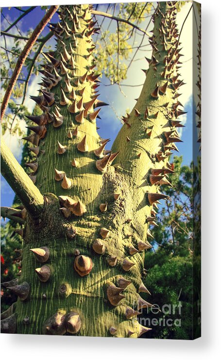 Floss Silk Tree Acrylic Print featuring the photograph Bombacaceae - Floss Silk Tree - Chorisia speciosa Hawaii by Sharon Mau