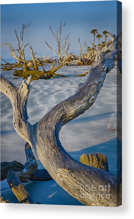 Bull Island Acrylic Print featuring the photograph Boneyard Beach 1 by Carrie Cranwill