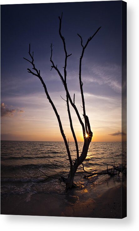 Florida Acrylic Print featuring the photograph Bonita Beach Tree by Bradley R Youngberg