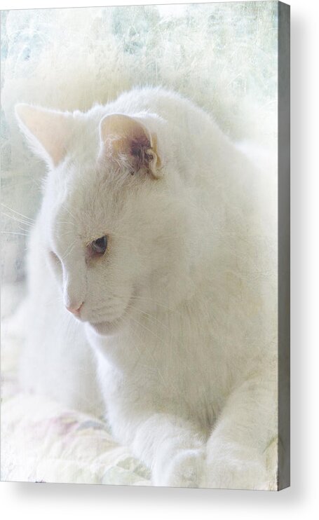 #cat Acrylic Print featuring the photograph Boris Lazing in the Sun by John Rivera