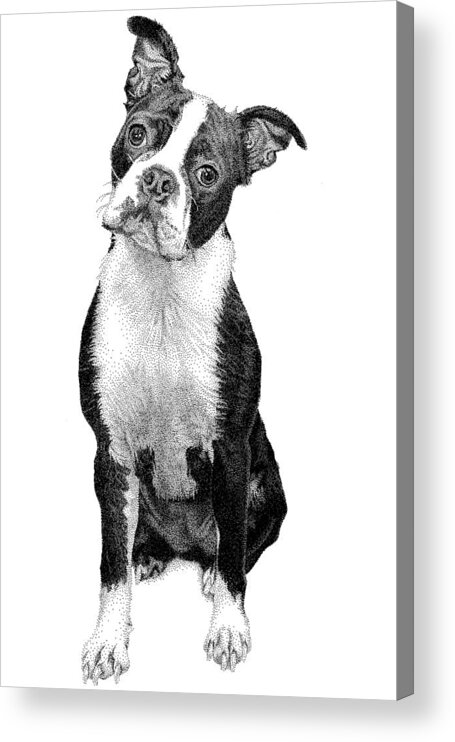 Boston Terrier Acrylic Print featuring the drawing Boston Terrier by Rob Christensen