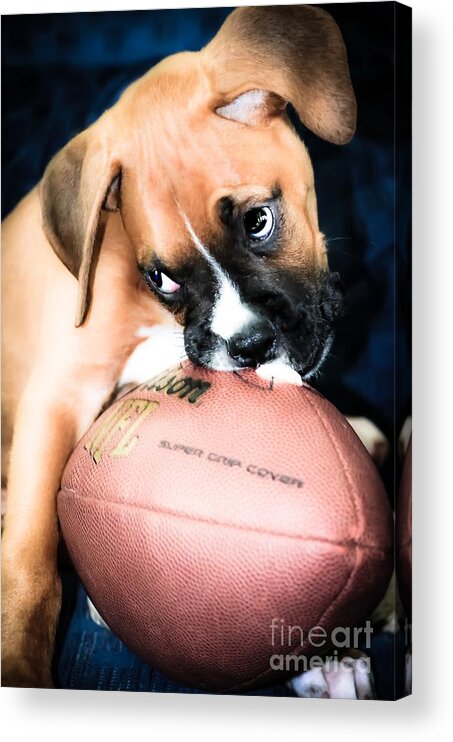 Boxer Puppy Acrylic Print featuring the photograph Boxer Puppy Cuteness by Peggy Franz
