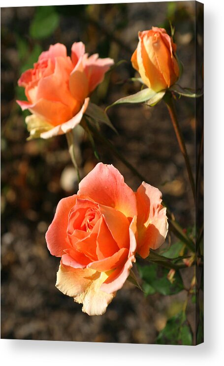 Brass Band Roses Acrylic Print featuring the photograph Brass Band Roses In Autumn by Living Color Photography Lorraine Lynch