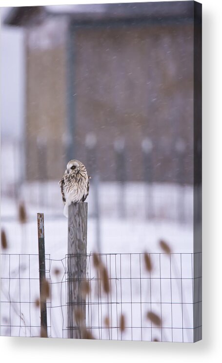 Short Eared Owl Acrylic Print featuring the photograph Braving the Snow by Tracy Winter