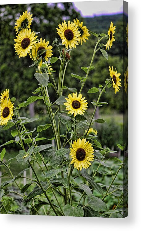 Sunflowers Acrylic Print featuring the photograph Bright Sunflowers by Denise Romano