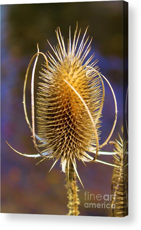 Yellow Acrylic Print featuring the photograph Bristle by Tahlula Photography