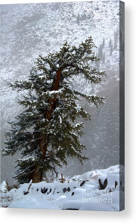 Bristlecone Acrylic Print featuring the photograph Bristlecone Pine in Snow by Jane Axman