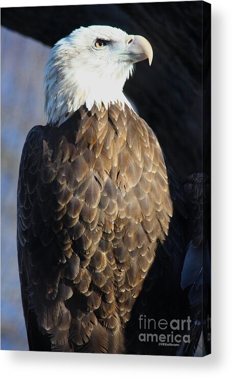 Eagle Acrylic Print featuring the photograph Broken Wing Proud Spirit by Veronica Batterson