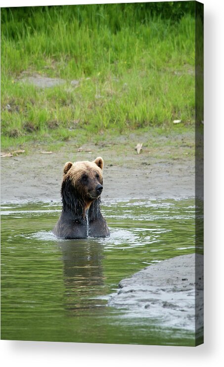 Brown Bear Acrylic Print featuring the photograph Brown Bear At Alaska Wildlife by Mark Newman