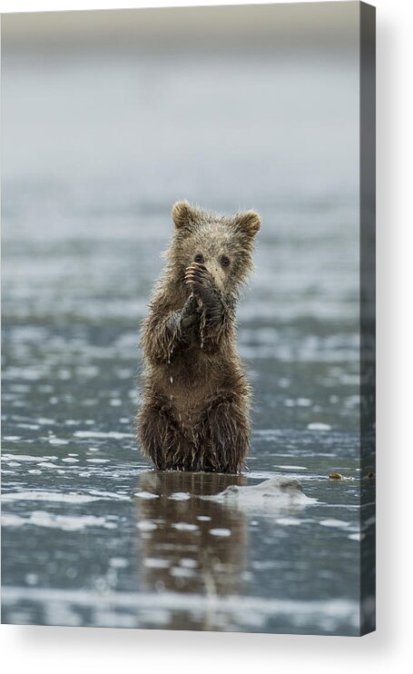 Alaska Acrylic Print featuring the photograph Brown Bear Cub by D Robert Franz