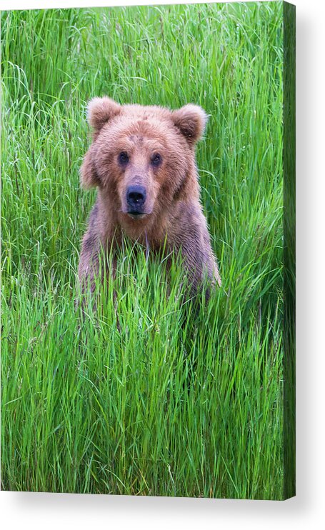 Brown Bear Acrylic Print featuring the photograph Brown Bear In The Grass by Keren Su