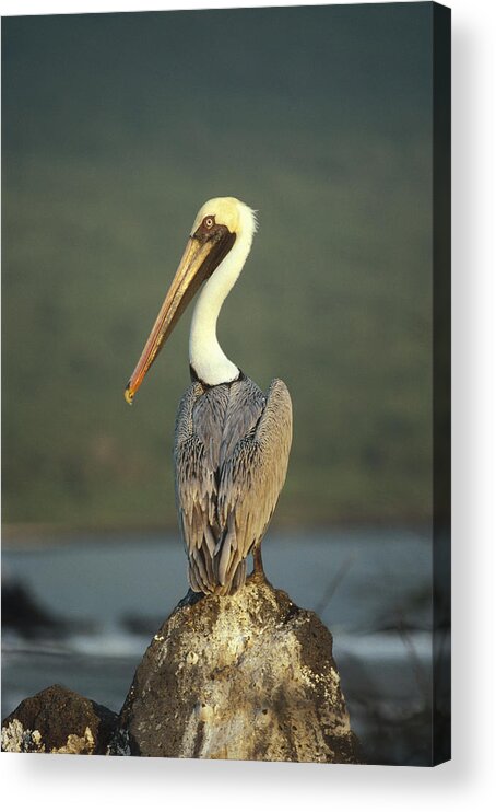 Feb0514 Acrylic Print featuring the photograph Brown Pelican Urvina Bay Galapagos by Tui De Roy