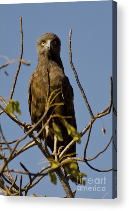Brown Snake Eagle Acrylic Print featuring the digital art Brown Snake Eagle by Pravine Chester