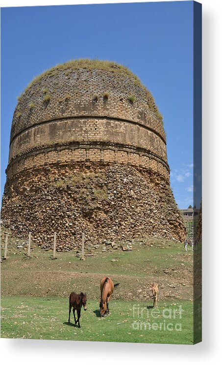 Zen Acrylic Print featuring the photograph Buddhist religious stupa horse and mules Swat Valley Pakistan by Imran Ahmed