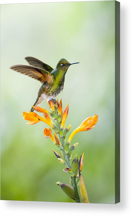 Tui De Roy Acrylic Print featuring the photograph Buff-tailed Coronet Hummingbird by Tui De Roy