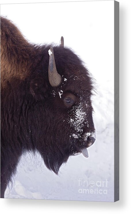 Buffalo Acrylic Print featuring the photograph Buffalo In Snow  #6983 by J L Woody Wooden