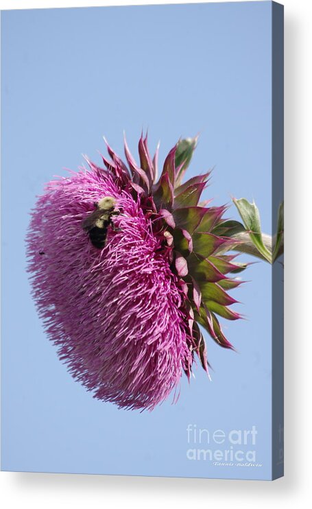 Thistle Acrylic Print featuring the photograph Bumble Bee and Thistle by Tannis Baldwin