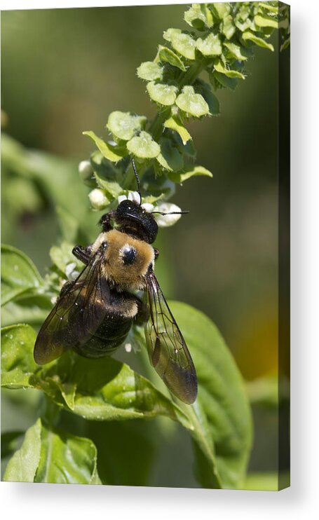 Ocimum Basilicum Acrylic Print featuring the photograph Bumblebees and Basil by Kathy Clark
