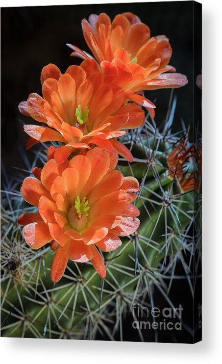 Orange Cactus Flower Acrylic Print featuring the photograph Burst of Orange by Tamara Becker