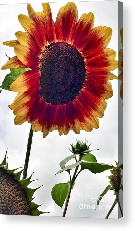 Red Sunflower Acrylic Print featuring the photograph Burst Of Sunflower by Susan Garren