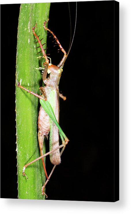 1 Acrylic Print featuring the photograph Bush Cricket by Dr Morley Read