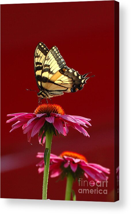 Yellow Butterfly Acrylic Print featuring the photograph Butterfly 2 2013 by Edward Sobuta