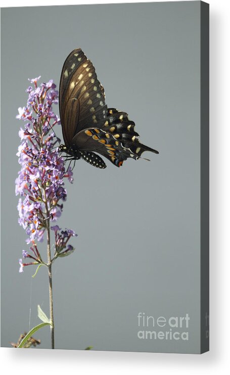 Black Swallowtail Butterfly Acrylic Print featuring the photograph Butterfly feeding by John Van Decker