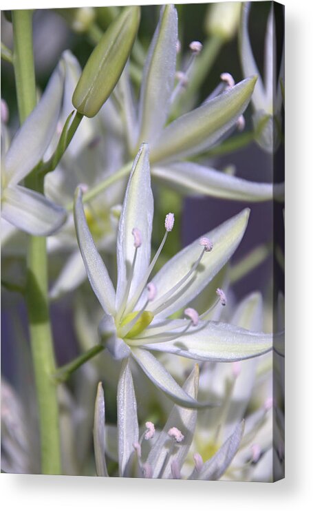 Olbrich Gardens Acrylic Print featuring the photograph By the Silvery Light by Leda Robertson