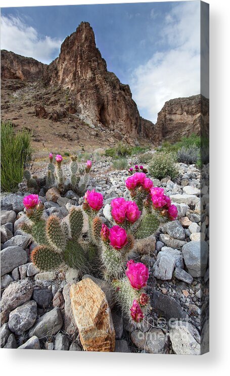 Flowers Acrylic Print featuring the photograph Cactus Blooms by Bill Singleton