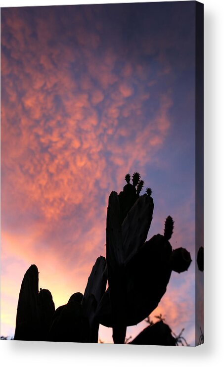 Cactus Acrylic Print featuring the photograph Cactus Sunset and Clouds by Mark Langford