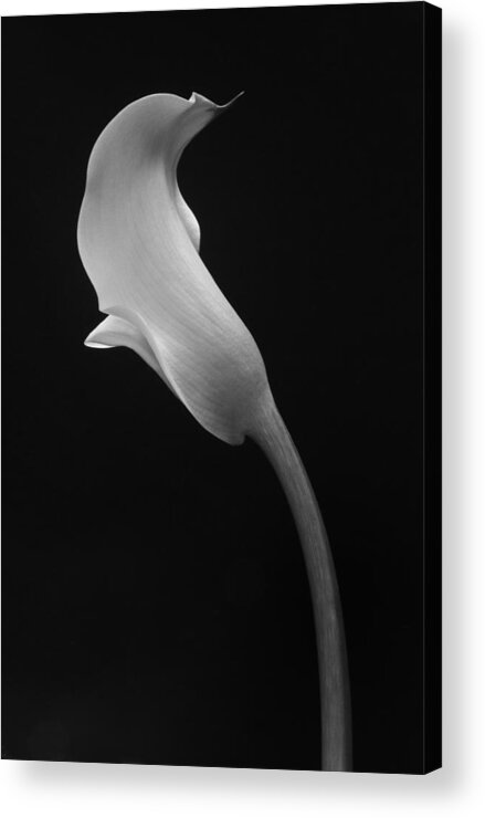 Cala Lilly Acrylic Print featuring the photograph Cala Lilly 1 by Ron White
